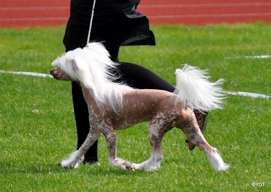 Unicorn Dream Amazing Halloween Guy