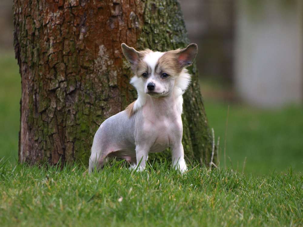 Narrango Flemish Pazzda