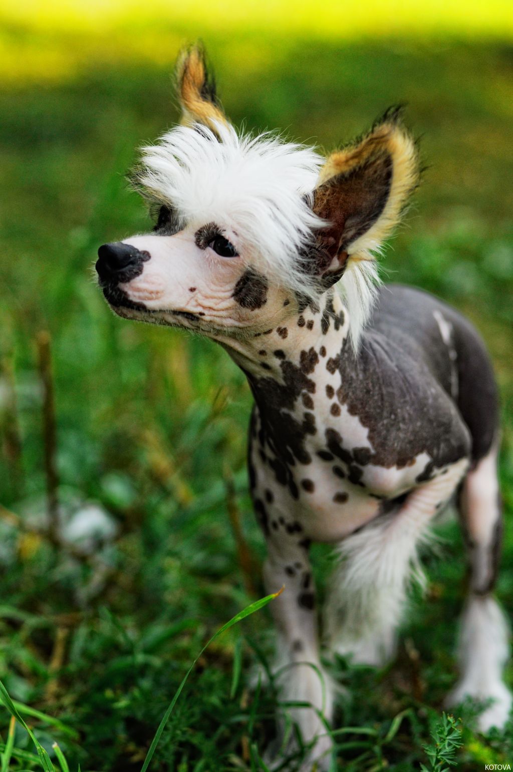 Nevskiy Favorit Tsennyy Priz
