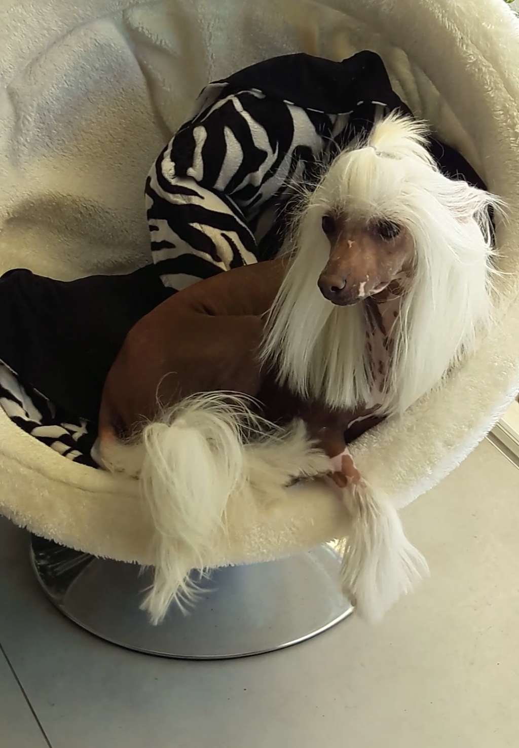 Jumping Jack Flash des Picholines