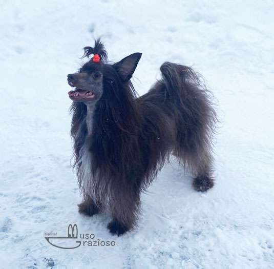 Muso Grazioso Boundless Beauty