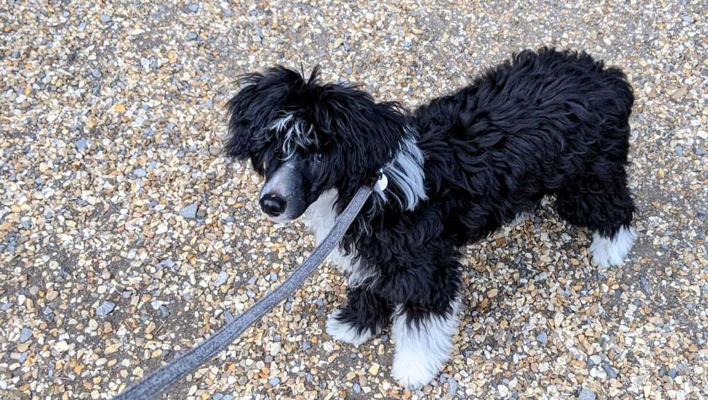 Scherzando Merry Man