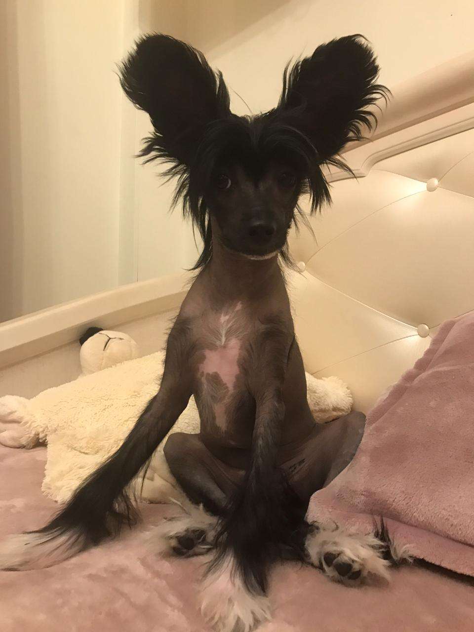 Divnaya Zvezda Vostoka iz Chudnoy Doliny