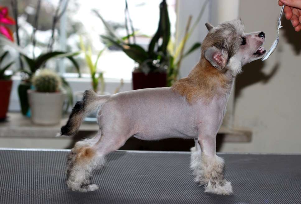 Siberian Love Zillion Hugs