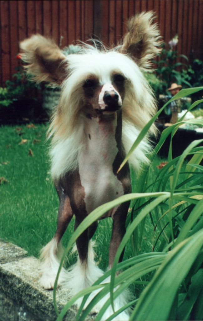 Shumllea Hartza Fire