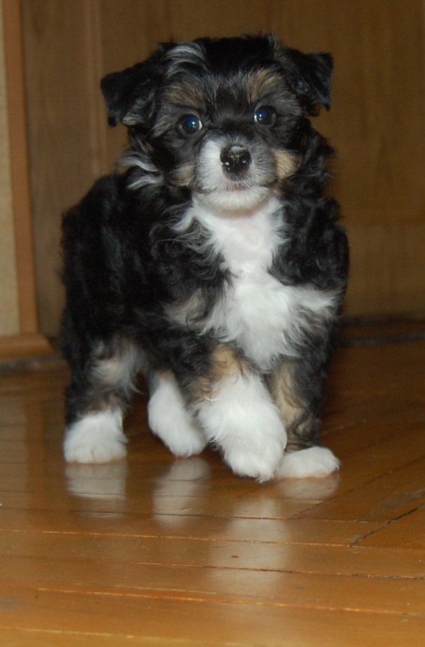 Russkiy Samurai Lui Leonardo