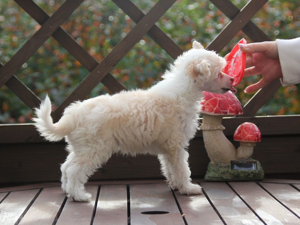 Selfcresteem's Q-Ti Q-Ti