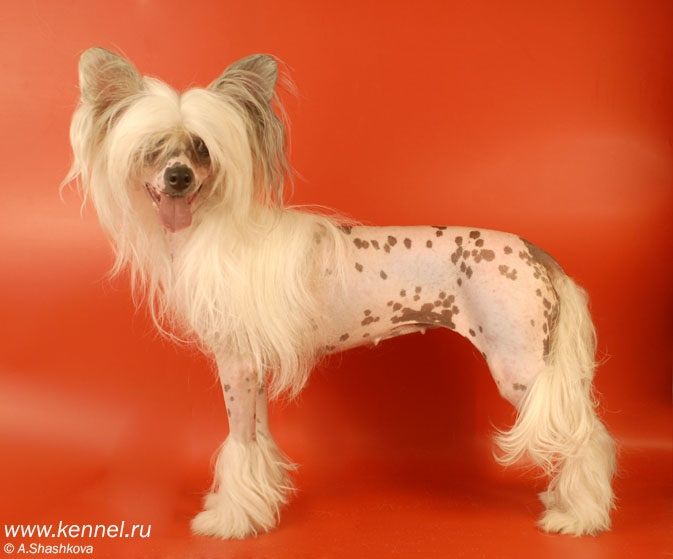 X-treme Beauty von Shinbashi