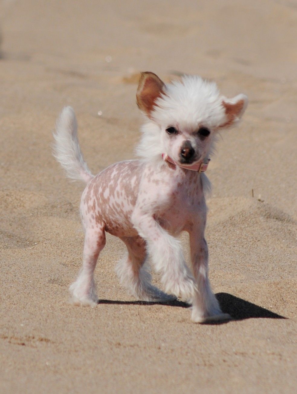 Yorcrechi's Just A Myth