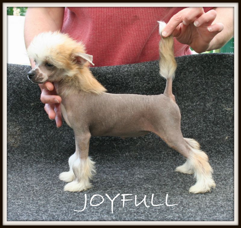 joyfull du pavé de varennes