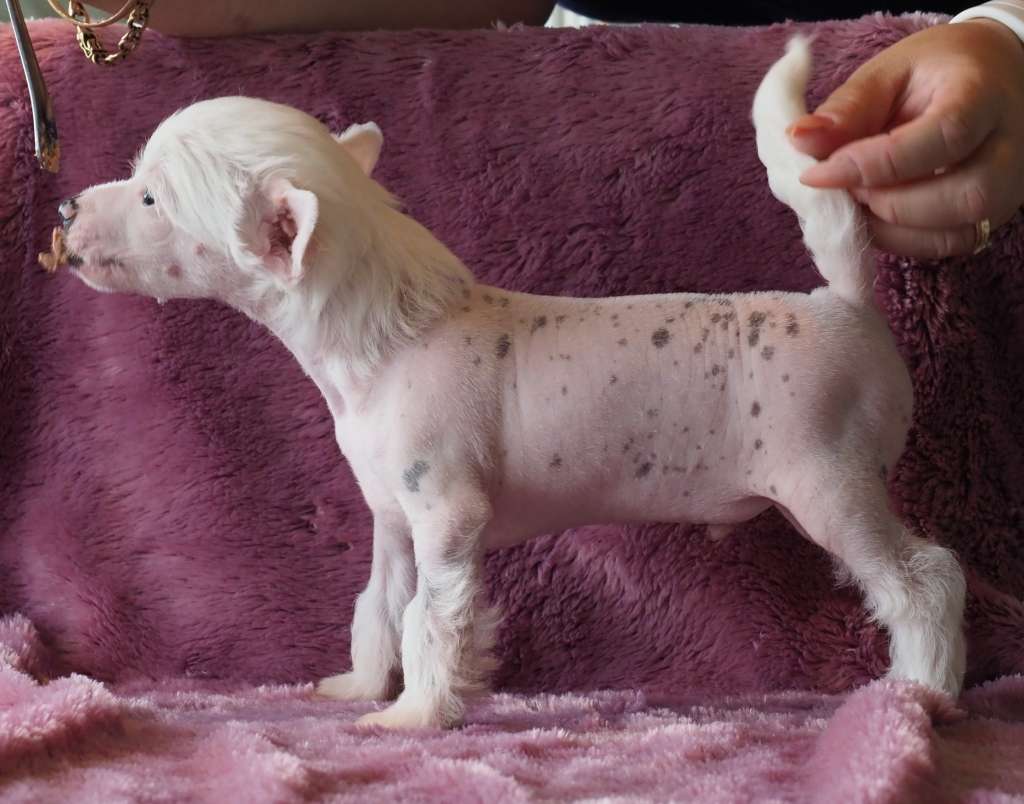 Aqua Lion's Rick Emblas 1.