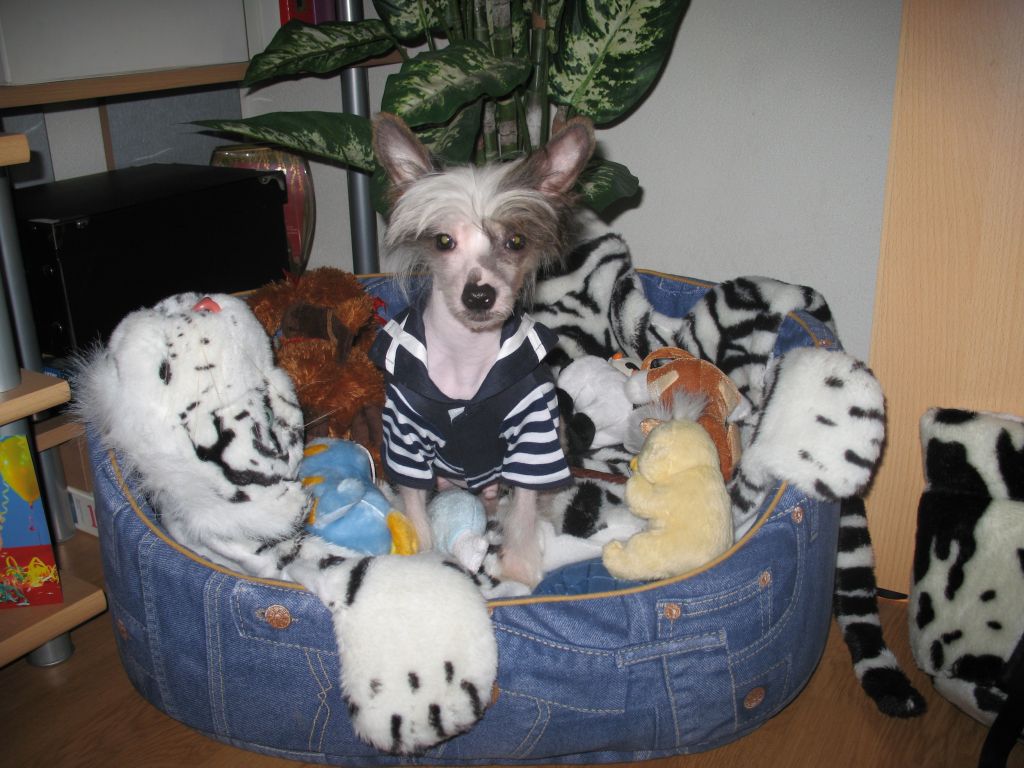 Fervente Amore Armonia di Colori