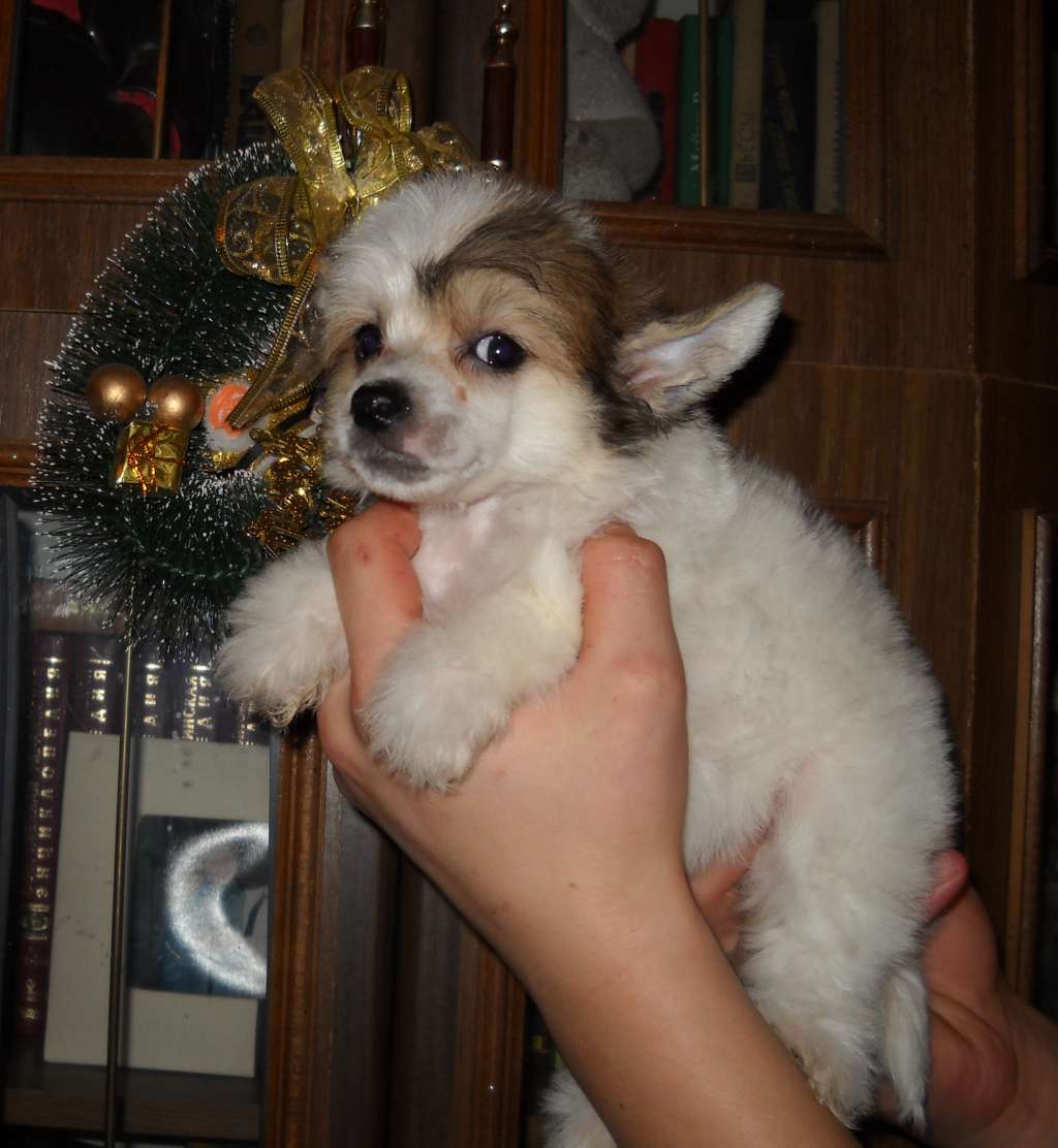 Romanse Of My Life Dom Risorto