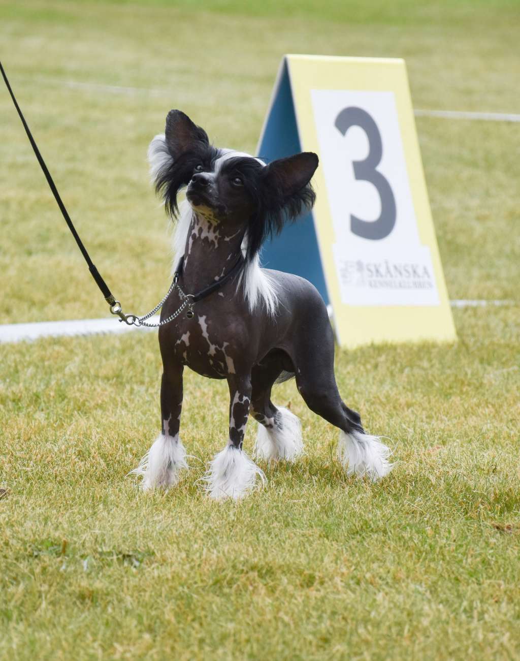 EXxiino's Gummy Bear illusion