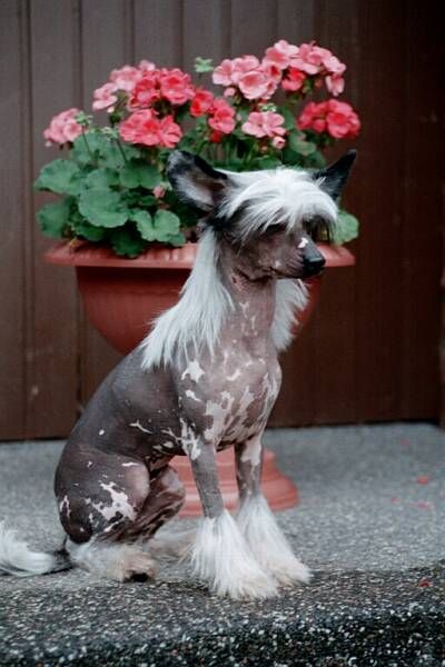 Maldinis Sancy Oriental Pearl