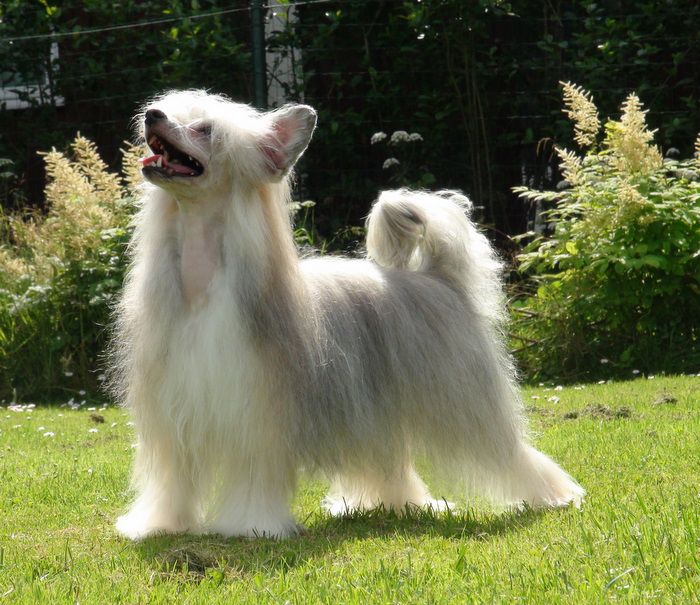 Lunacrest Hold Me Tight