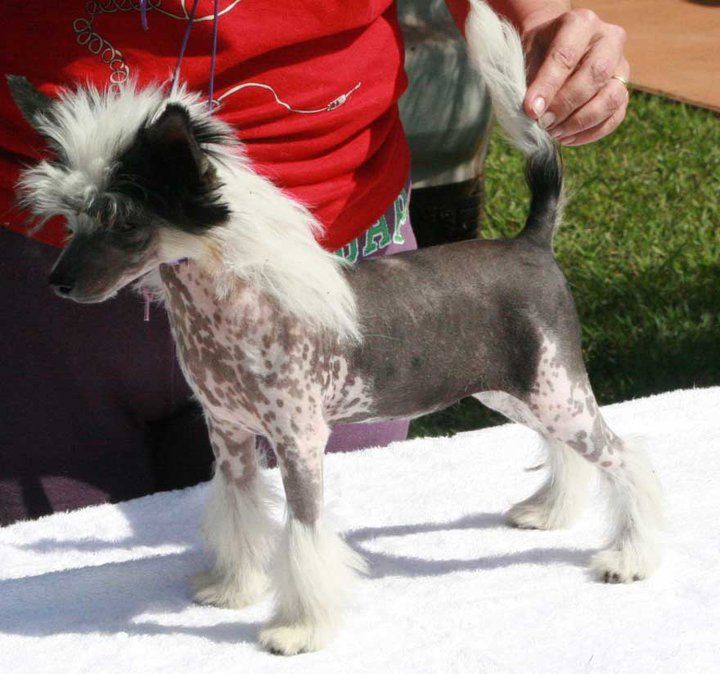 Hampton Court's Sugar N'spice at legend