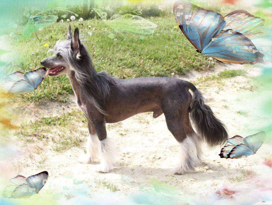 Laurent Perrier of Blue Champagne