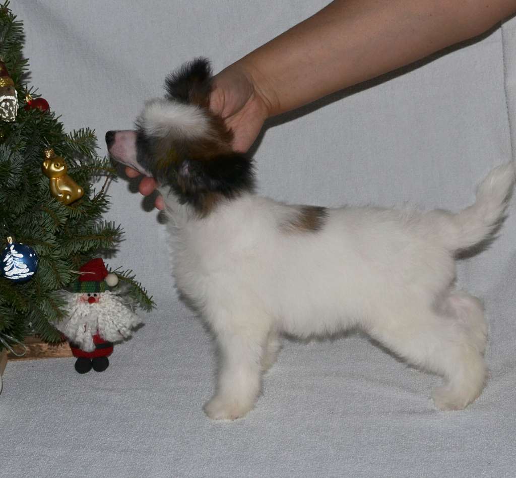 Magic of Success Love Story