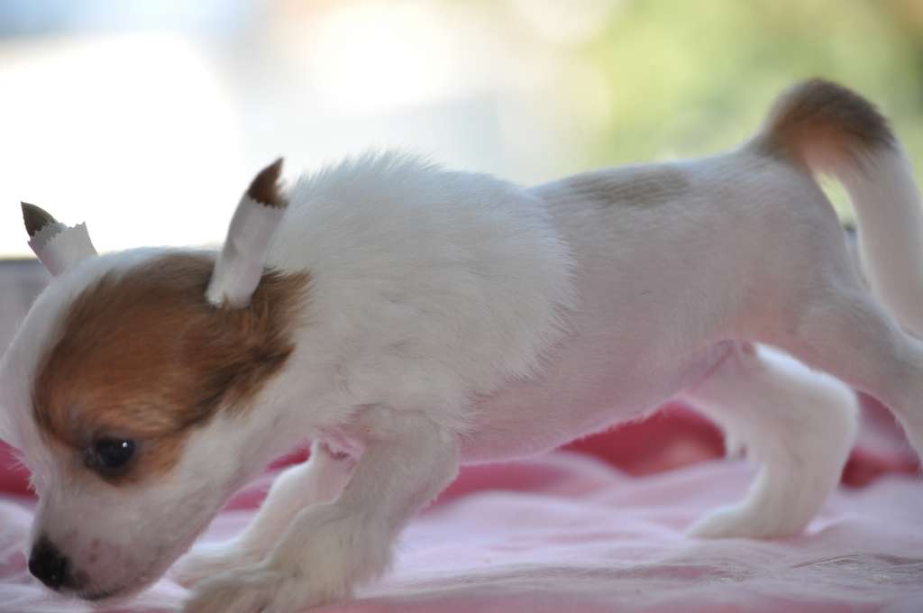 Misticka Dneprovskoy Solntse