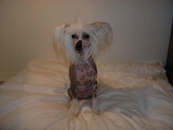 Dyrdal's BoysWoice My Choice