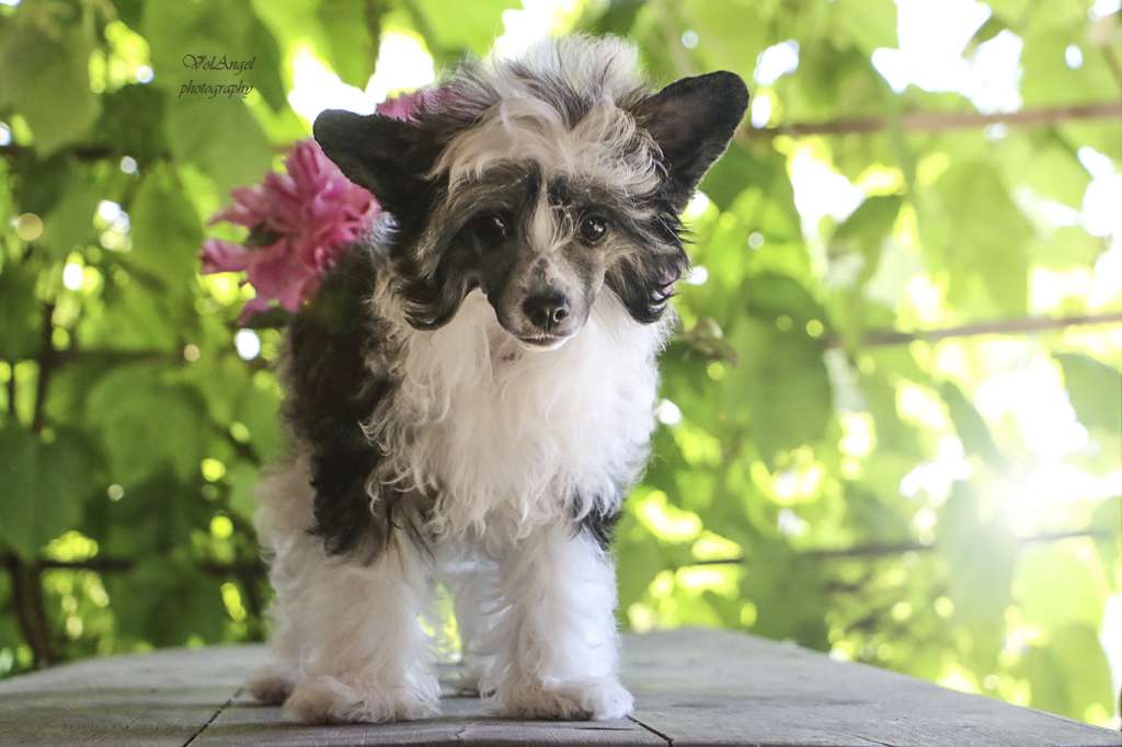 Volangel Dreamy Queen