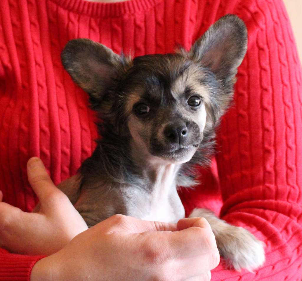 Myrtans Top Of The Line