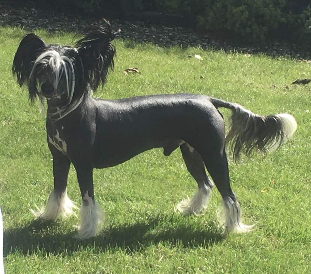 Scherzando Betelgeuse