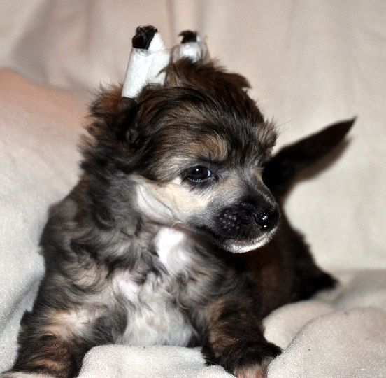 Poulot's Handsome Touch