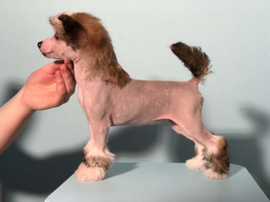 Speechless Victory Is My Destiny