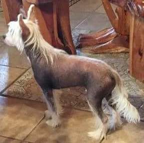 SHA Show Me Rio Grande