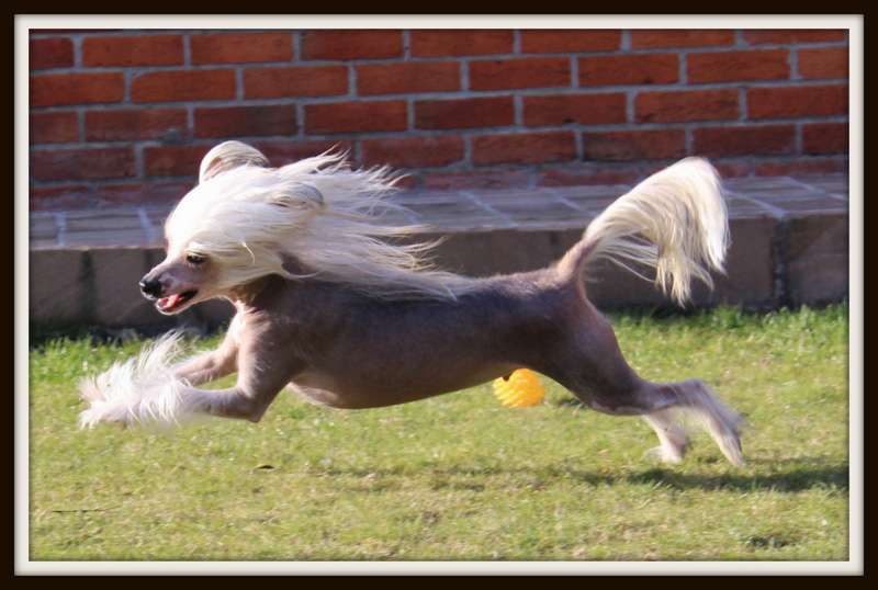 joy-stick du pavé de varennes