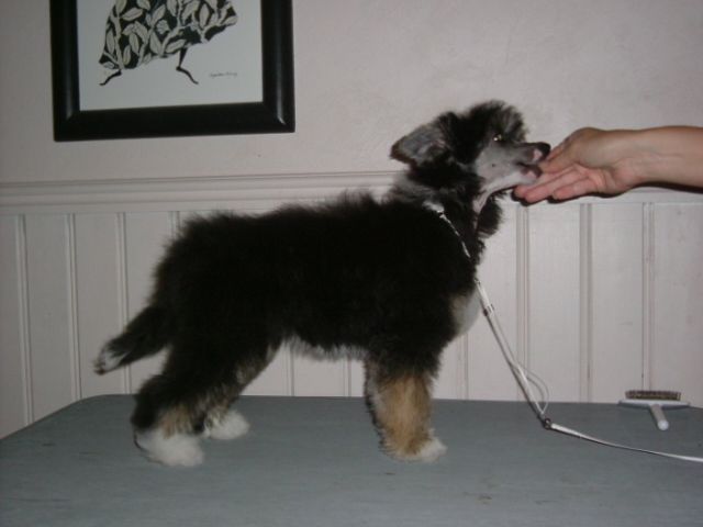 Chineseblue's Extra Special