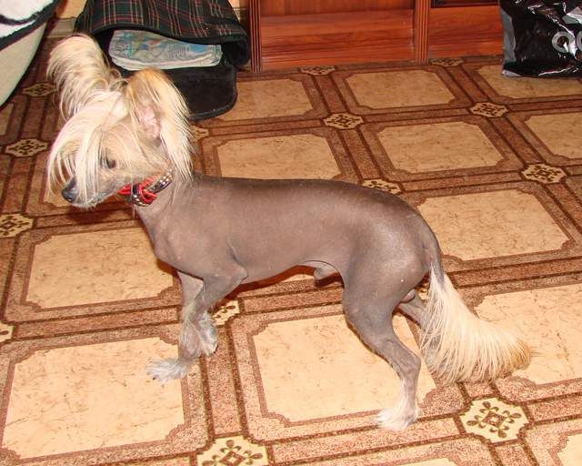 Inter Boj s Tushinskogo Doma