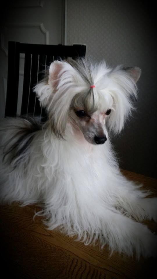 Ridgecrest's Candy Crush