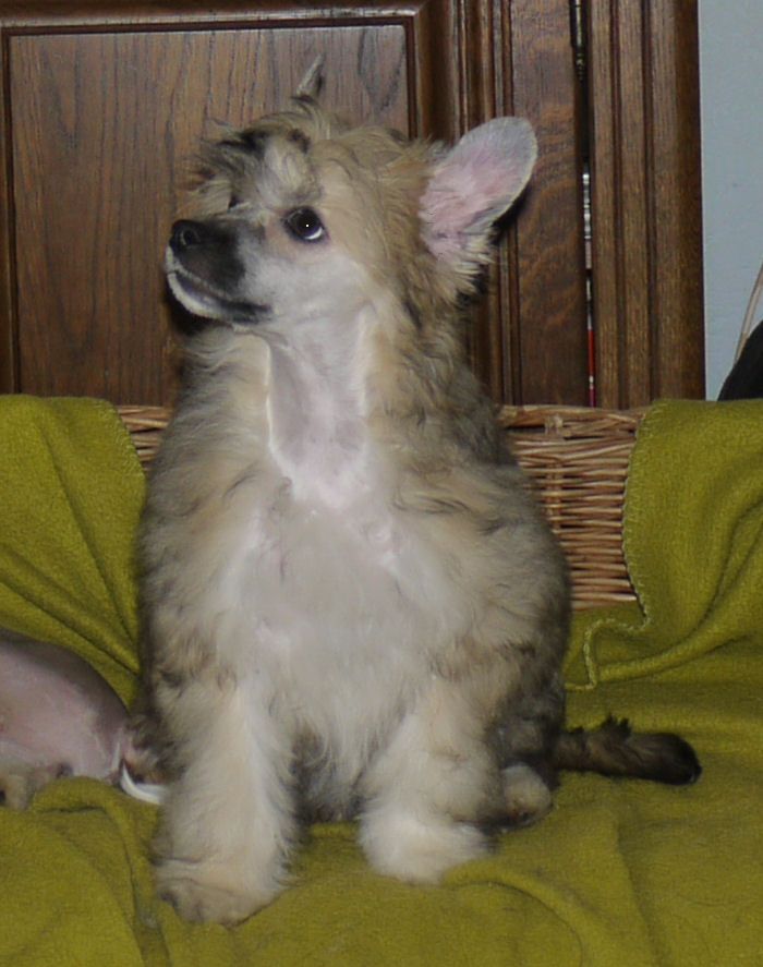 Heartbreaker Little Charmings