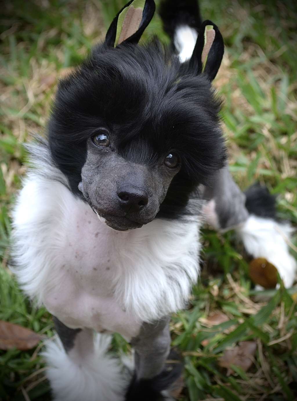 Gracieux Make Miso Happy