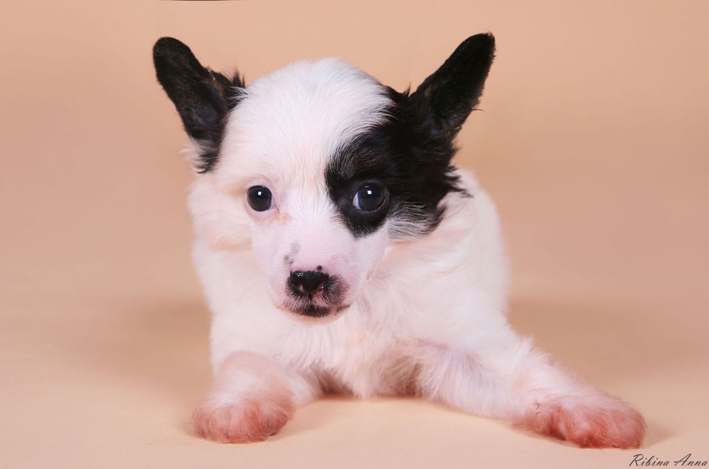 Dogland Happy Yashka