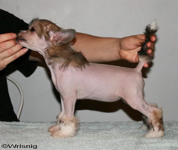 Twice as Nice Meteora