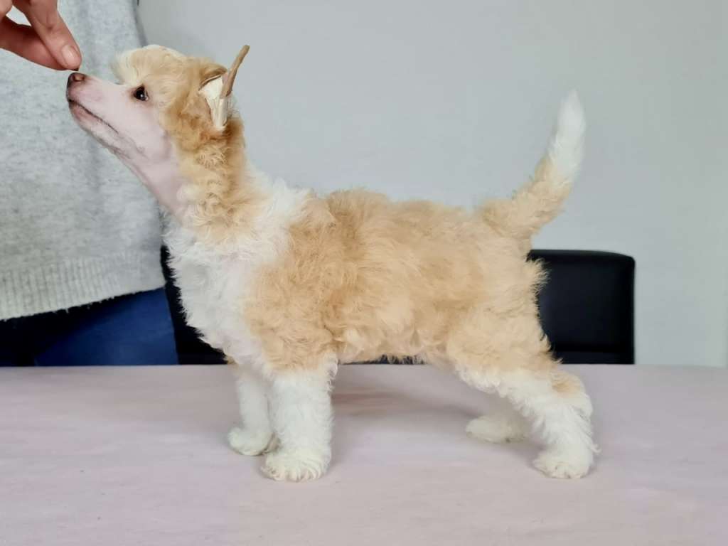 Edcullen's Glade JahLove