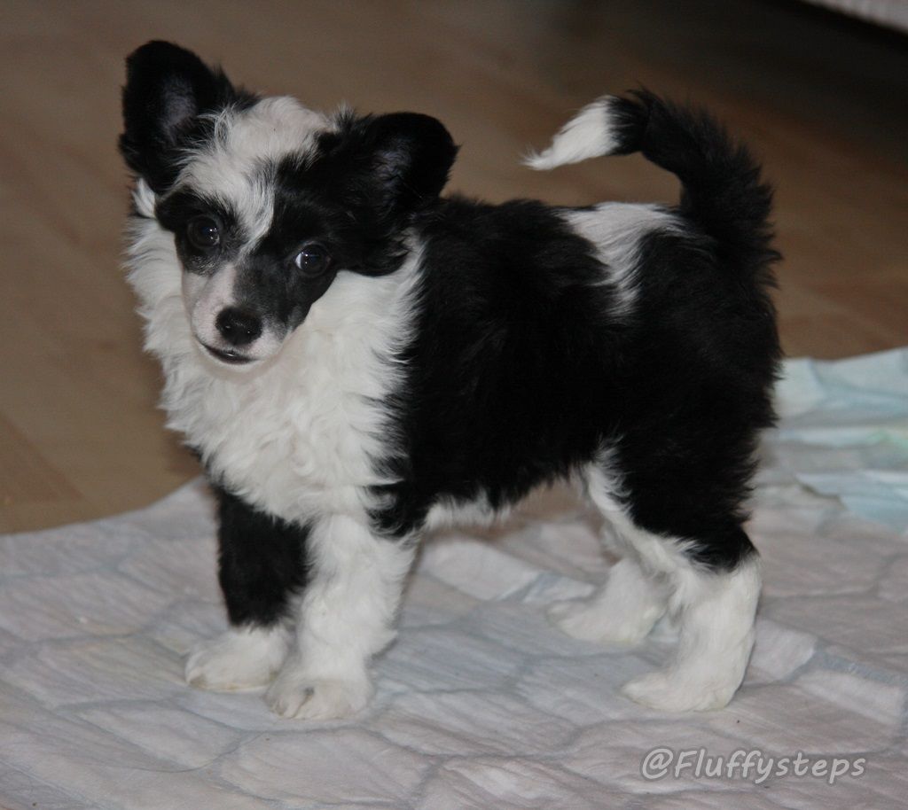 Fluffysteps Glitter & Glam