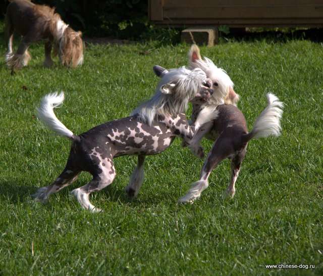 Show Galaktika  Bombshell