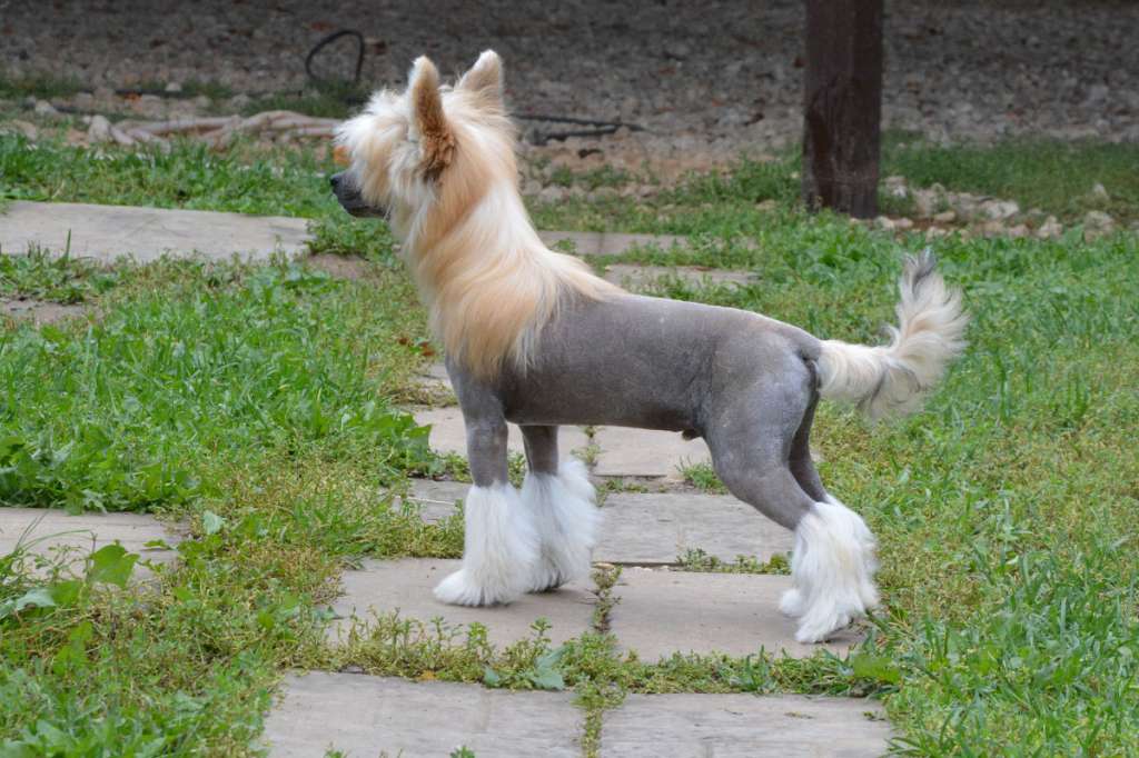 Danika Star Jamais Capituler