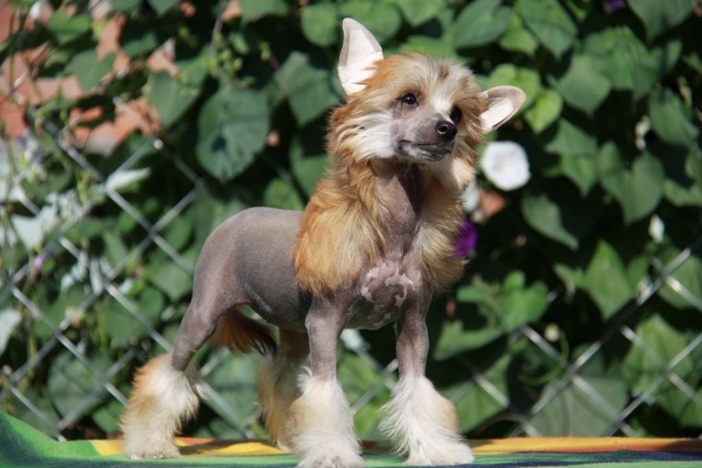 Zheneva-Debjut Prima