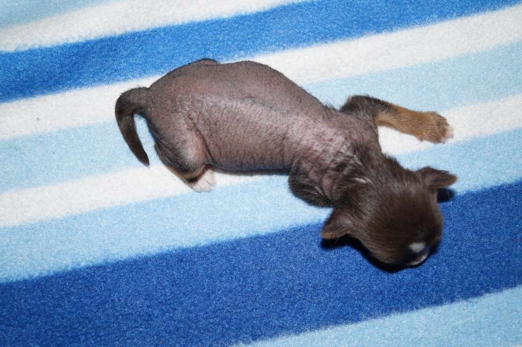 Sun Dan Ferrero Roche