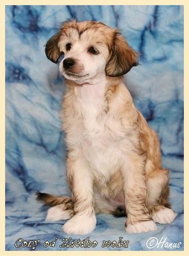 Cony od Zlatého moku