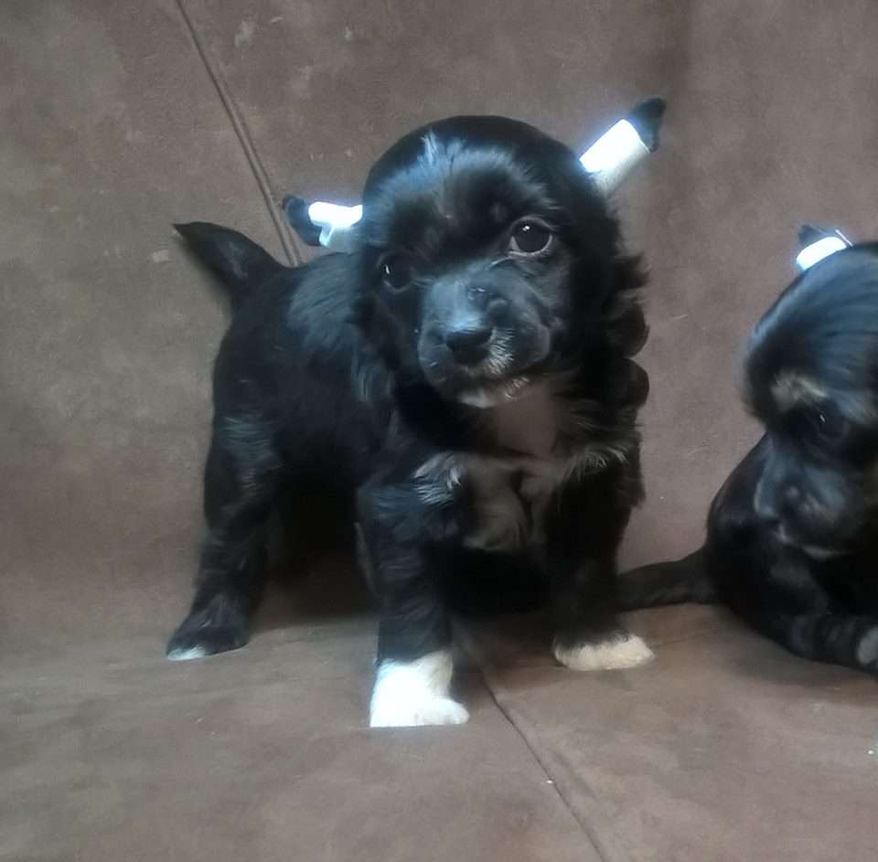 Timur Classy iz Clana Timurlana