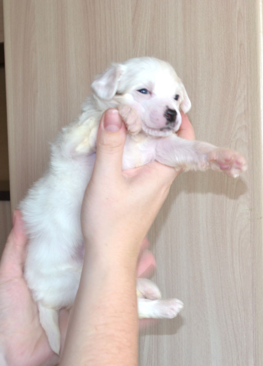 Zlato Dinastii Bella