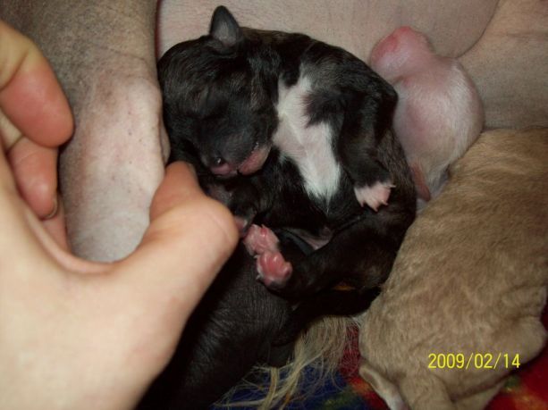 Puha - Luxus Porcelán Aranyos