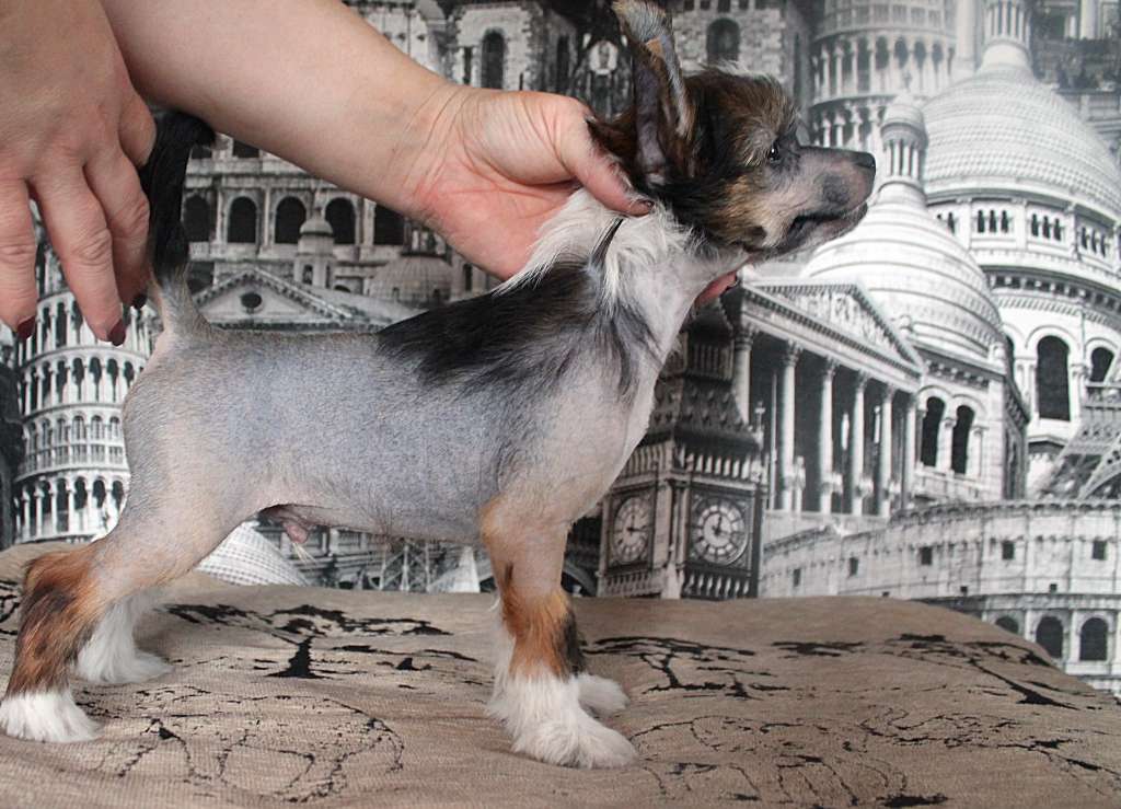 Hohlaty Glamour Adams